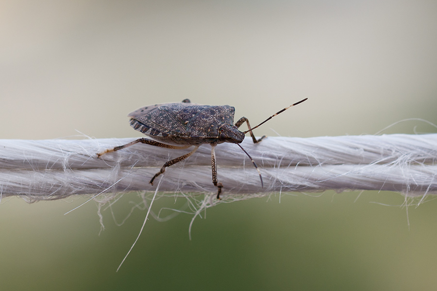 Pentatomidae - Halymorpha halys ?  S  !